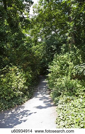 Picture - Trees growing along empty country road. Fotosearch
