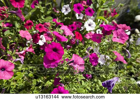 Picture - View of flowers blooming in park. Fotosearch