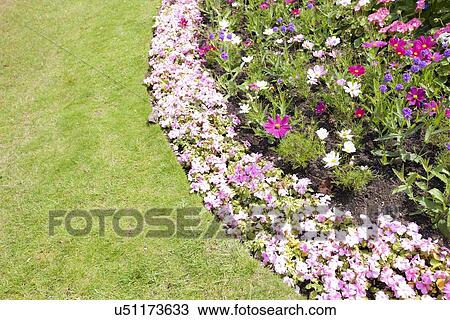 View of flowers blooming in park View Large Photo Image Stock Image - View of flowers blooming in park. Fotosearch