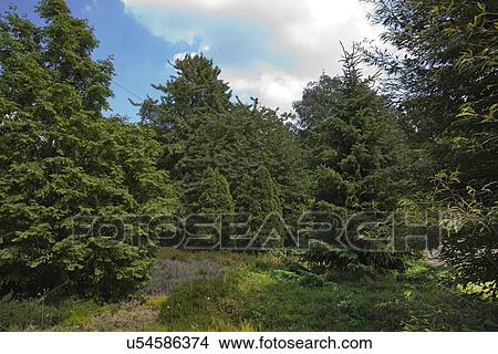 View of trees in public park View Large Photo Image Picture - View of trees in public park. Fotosearch