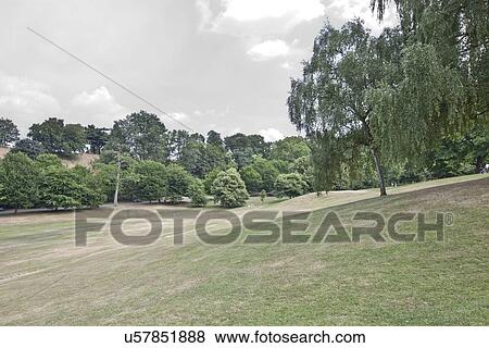 Stock Photo - View of trees on summer meadow. Fotosearch