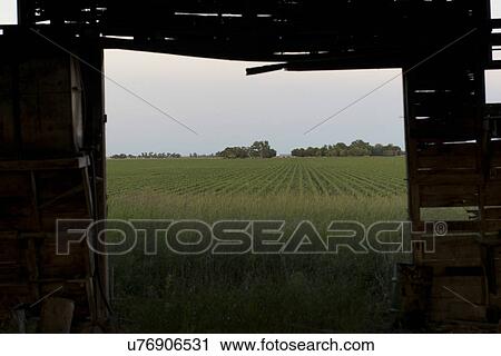 Abandoned barn in a prairie field, Manitoba, Canada View Large Photo Image Stock Image - Abandoned barn in a prairie field, Manitoba, Canada. Fotosearch