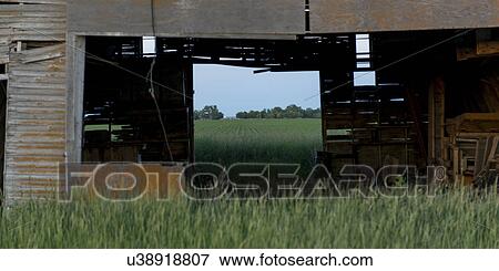 Abandoned barn in a prairie field, Manitoba, Canada View Large Photo Image Stock Photo - Abandoned barn in a prairie field, Manitoba, Canada. Fotosearch