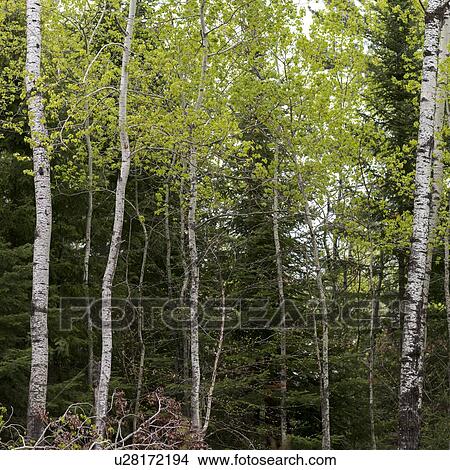 Picture - Birch trees in a forest, Lake of The Woods, Ontario, Canada. Fotosearch