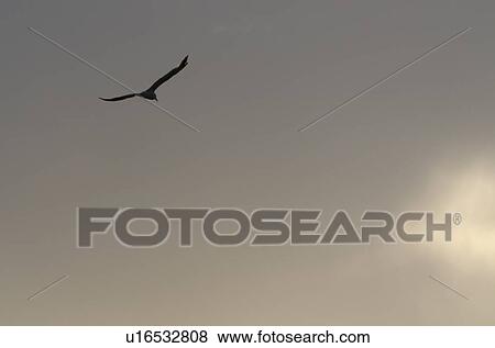 Bird flying in the sky, Lake of The Woods, Ontario, Canada View Large Photo Image Stock Photo - Bird flying in the sky, Lake of The Woods, Ontario, Canada. Fotosearch