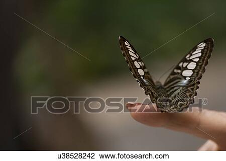 Stock Image - Butterfly perching on a person's finger at Butterfly Palace, Branson, Taney County, Missouri, USA. Fotosearch