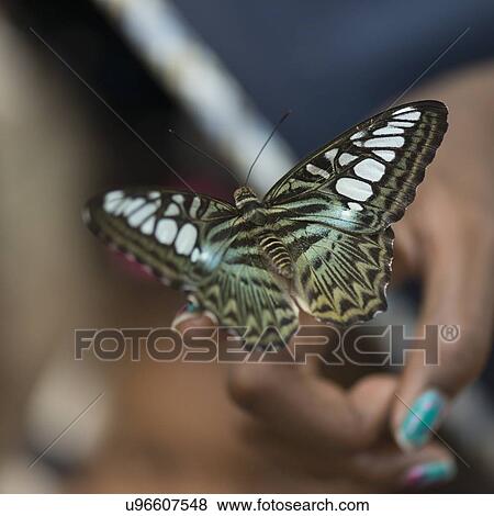 Stock Photo - Butterfly perching on a person's finger at Butterfly Palace, Branson, Taney County, Missouri, USA. Fotosearch