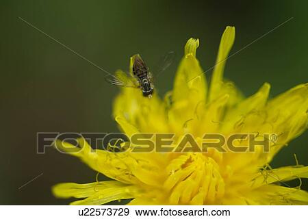 Close-up of a bee on a flower, Lake of The Woods, Kenora, Ontario, Canada View Large Photo Image Stock Photo - Close-up of a bee on a flower, Lake of The Woods, Kenora, Ontario, Canada. Fotosearch
