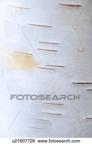 Stock Photograph - Close-up of a Birch tree trunk, Lake of The Woods, Keewatin, Ontario, Canada. Fotosearch