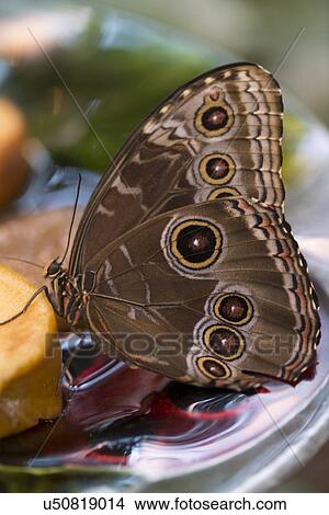 Picture - Close-up of a butterfly at Butterfly Palace, Branson, Taney County, Missouri, USA. Fotosearch