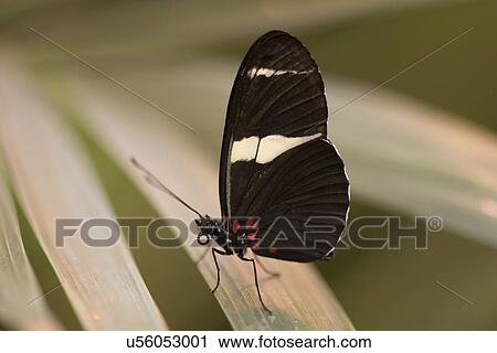 Stock Image - Close-up of a butterfly at Butterfly Palace, Branson, Taney County, Missouri, USA. Fotosearch
