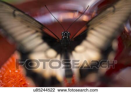 Close-up of a butterfly at Butterfly Palace, Branson, Taney County, Missouri, USA View Large Photo Image Stock Image - Close-up of a butterfly at Butterfly Palace, Branson, Taney County, Missouri, USA. Fotosearch