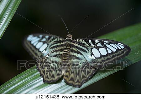 Stock Photo - Close-up of a butterfly at Butterfly Palace, Branson, Taney County, Missouri, USA. Fotosearch