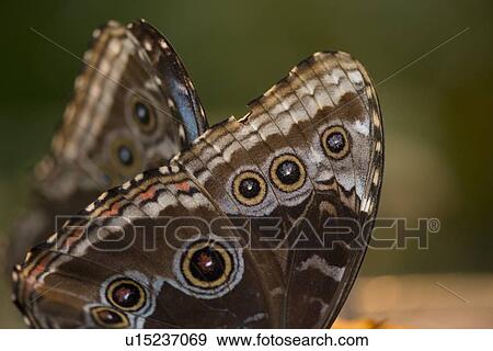 Stock Photo - Close-up of a butterfly at Butterfly Palace, Branson, Taney County, Missouri, USA. Fotosearch