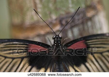 Stock Photo - Close-up of a butterfly at Butterfly Palace, Branson, Taney County, Missouri, USA. Fotosearch