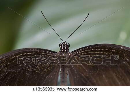 Close-up of a butterfly at Butterfly Palace, Branson, Taney County, Missouri, USA View Large Photo Image Stock Photography - Close-up of a butterfly at Butterfly Palace, Branson, Taney County, Missouri, USA. Fotosearch
