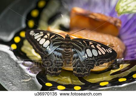 Stock Photography - Close-up of a butterfly at Butterfly Palace, Branson, Taney County, Missouri, USA. Fotosearch