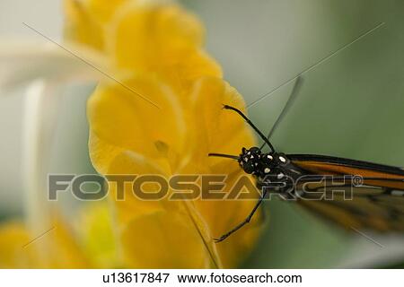 Close-up of a butterfly on flower at Butterfly Palace, Branson, Taney County, Missouri, USA View Large Photo Image Stock Photo - Close-up of a butterfly on flower at Butterfly Palace, Branson, Taney County, Missouri, USA. Fotosearch