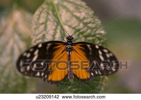 Close-up of a butterfly on leaf at Butterfly Palace, Branson, Taney County, Missouri, USA View Large Photo Image Stock Image - Close-up of a butterfly on leaf at Butterfly Palace, Branson, Taney County, Missouri, USA. Fotosearch
