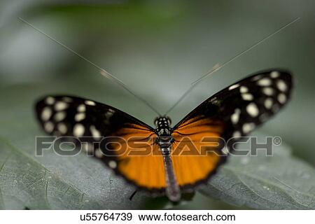 Close-up of a butterfly on leaf at Butterfly Palace, Branson, Taney County, Missouri, USA View Large Photo Image Stock Photo - Close-up of a butterfly on leaf at Butterfly Palace, Branson, Taney County, Missouri, USA. Fotosearch