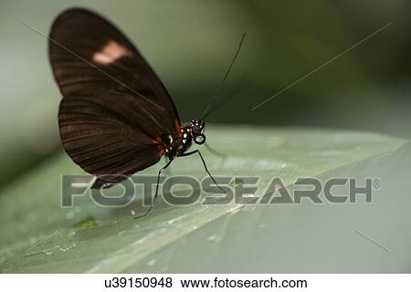 Close-up of a butterfly perched on a leaf at Butterfly Palace, Branson, Taney County, Missouri, USA View Large Photo Image Stock Photo - Close-up of a butterfly perched on a leaf at Butterfly Palace, Branson, Taney County, Missouri, USA. Fotosearch