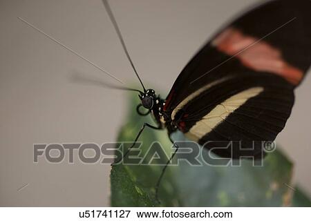 Close-up of a butterfly perched on a leaf at Butterfly Palace, Branson, Taney County, Missouri, USA View Large Photo Image Stock Photo - Close-up of a butterfly perched on a leaf at Butterfly Palace, Branson, Taney County, Missouri, USA. Fotosearch