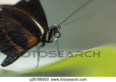 Close-up of a butterfly standing on a leaf at Butterfly Palace, Branson, Taney County, Missouri, USA View Large Photo Image Stock Image - Close-up of a butterfly standing on a leaf at Butterfly Palace, Branson, Taney County, Missouri, USA. Fotosearch