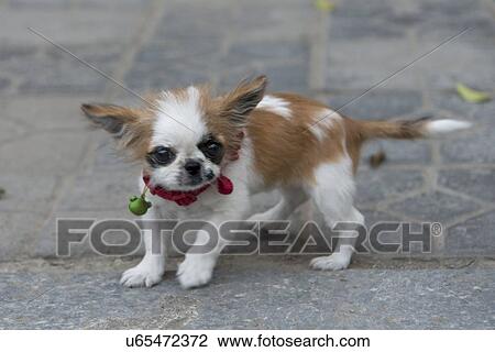 Stock Image - Close-up of a Chihuahua puppy, Yangshuo, Guilin, Guangxi Province, China. Fotosearch