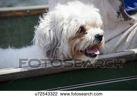 Close-up of a cute puppy in a boat, Lake of The Woods, Keewatin, Ontario, Canada View Large Photo Image Stock Image - Close-up of a cute puppy in a boat, Lake of The Woods, Keewatin, Ontario, Canada. Fotosearch