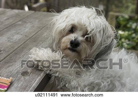 Stock Image - Close-up of a cute puppy, Lake of The Woods, Keewatin, Ontario, Canada. Fotosearch