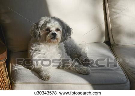 Close-up of a cute puppy on a sofa, Lake of The Woods, Keewatin, Ontario, Canada View Large Photo Image Stock Photo - Close-up of a cute puppy on a sofa, Lake of The Woods, Keewatin, Ontario, Canada. Fotosearch