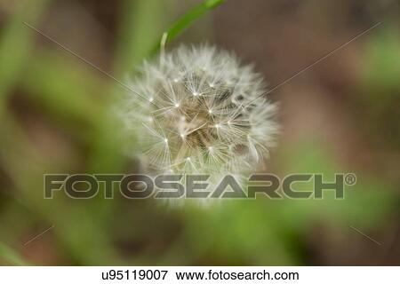Stock Photo - Close-up of a dandelion in seed, Lake Of The Woods, Keewatin, Ontario, Canada. Fotosearch