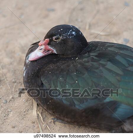 Close-up of a duck, Yangshuo, Guilin, Guangxi Province, China View Large Photo Image Picture - Close-up of a duck, Yangshuo, Guilin, Guangxi Province, China. Fotosearch