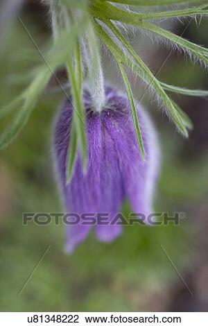 Stock Image - Close-up of a flower bud, Lake of The Woods, Keewatin, Ontario, Canada. Fotosearch