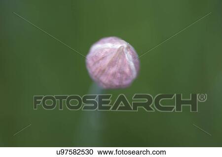 Stock Image - Close-up of a flower bud, Lake Of The Woods, Keewatin, Ontario, Canada. Fotosearch