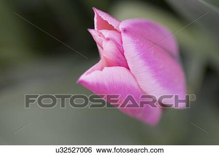 Stock Photograph - Close-up of a flower bud, Lake of The Woods, Keewatin, Ontario, Canada. Fotosearch