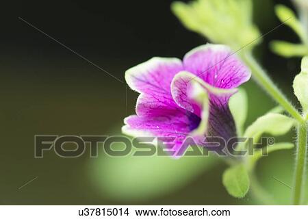 Picture - Close-up of a flower in bloom, Lake Of The Woods, Keewatin, Ontario, Canada. Fotosearch