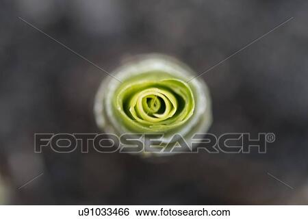 Stock Photograph - Close-up of a flower in bloom, Lake Of The Woods, Keewatin, Ontario, Canada. Fotosearch