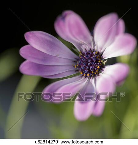 Close-up of a flower, Lake of The Woods, Ontario, Canada View Large Photo Image Stock Photo - Close-up of a flower, Lake of The Woods, Ontario, Canada. Fotosearch