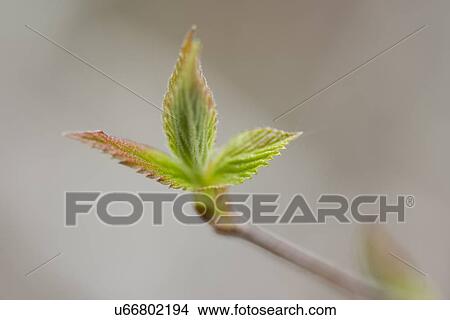 Picture - Close-up of a leaf, Lake of The Woods, Keewatin, Ontario, Canada. Fotosearch