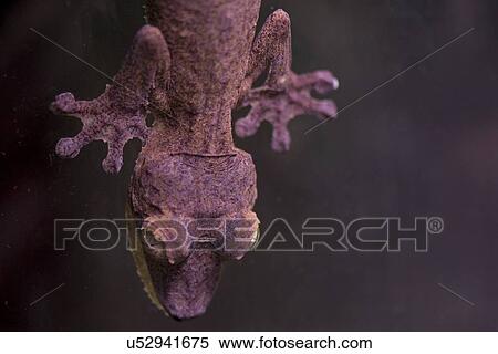 Stock Photography - Close-up of a Lizard at Butterfly Palace, Branson, Taney County, Missouri, USA. Fotosearch
