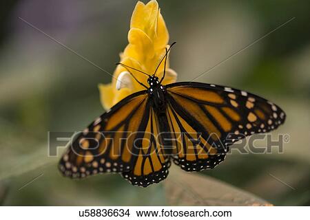 Close-up of a Monarch butterfly on flower at Butterfly Palace, Branson, Taney County, Missouri, USA View Large Photo Image Picture - Close-up of a Monarch butterfly on flower at Butterfly Palace, Branson, Taney County, Missouri, USA. Fotosearch