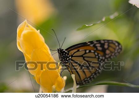 Close-up of a Monarch butterfly on flower at Butterfly Palace, Branson, Taney County, Missouri, USA View Large Photo Image Stock Photograph - Close-up of a Monarch butterfly on flower at Butterfly Palace, Branson, Taney County, Missouri, USA. Fotosearch