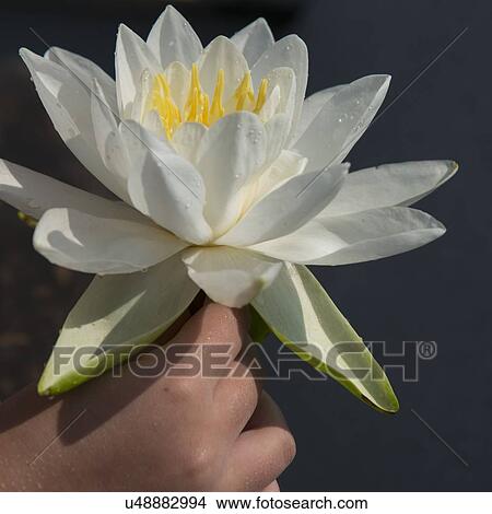 Close-up of a person's hand holding a water lily flower, Kenora, Lake of The Woods, Ontario, Canada View Large Photo Image Picture - Close-up of a person's hand holding a water lily flower, Kenora, Lake of The Woods, Ontario, Canada. Fotosearch