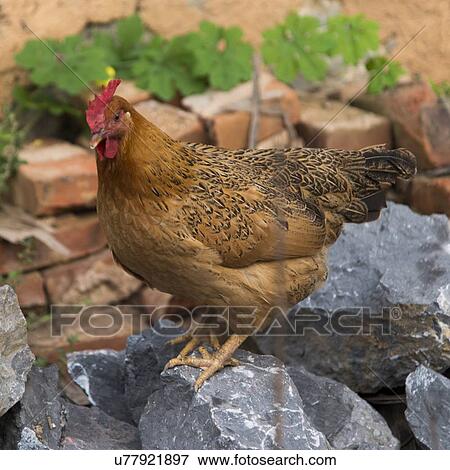Stock Photo - Close-up of a rooster, Yangshuo, Guilin, Guangxi Province, China. Fotosearch