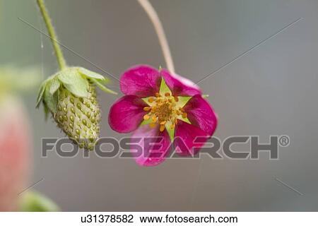 Stock Image - Close-up of a strawberry with a flower on plant, Lake Of The Woods, Keewatin, Ontario, Canada. Fotosearch