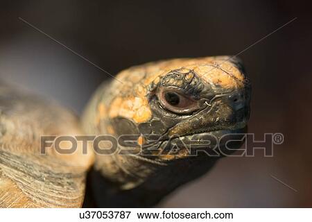 Close-up of a Turtle, Butterfly Palace, Branson, Taney County, Missouri, USA View Large Photo Image Stock Photo - Close-up of a Turtle, Butterfly Palace, Branson, Taney County, Missouri, USA. Fotosearch