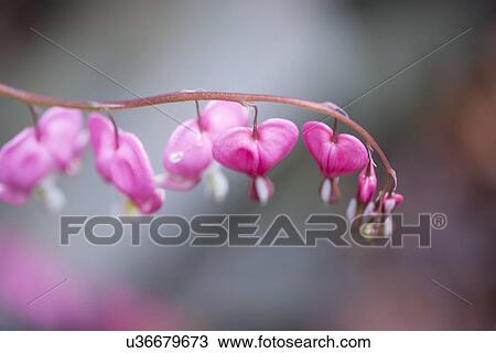 Stock Image - Close-up of a twig with small pink flowers, Lake Of The Woods, Keewatin, Ontario, Canada. Fotosearch