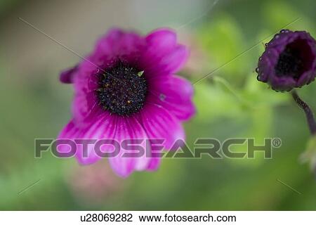 Stock Image - Close-up of a wildflower in bloom, Lake Of The Woods, Keewatin, Ontario, Canada. Fotosearch