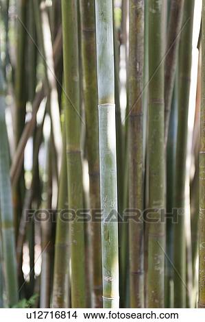 Picture - Close-up of bamboo growing at Universal Studios, Orlando, Florida, USA. Fotosearch
